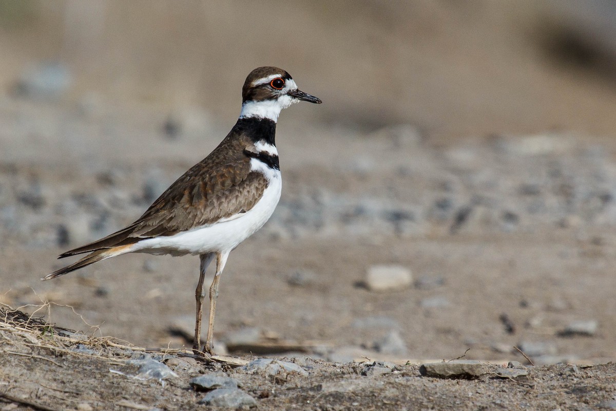 Killdeer - ML445843841