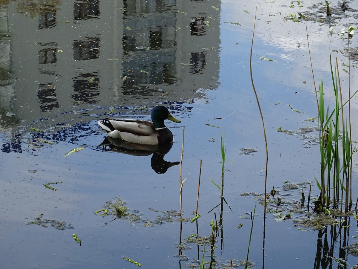 Mallard - ML445845561