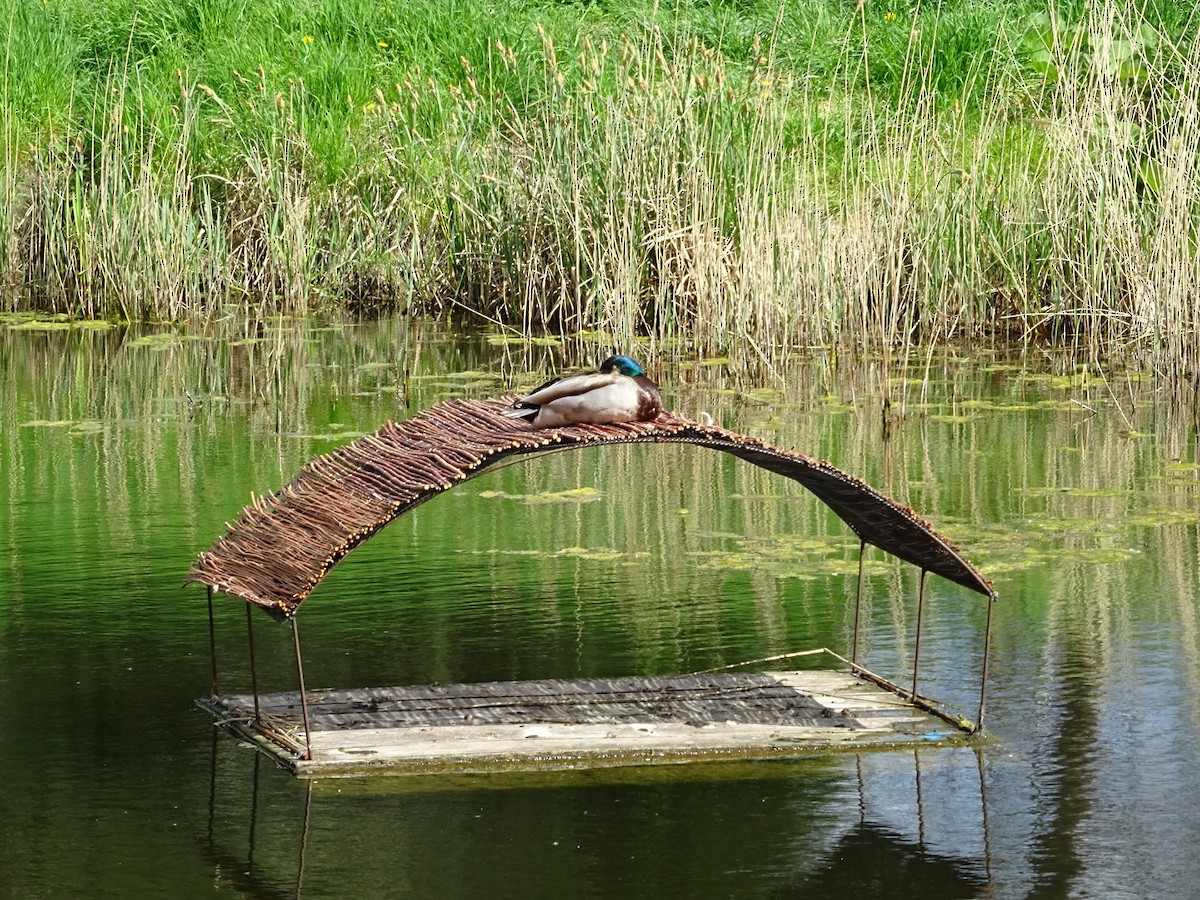 Mallard - ML445845571