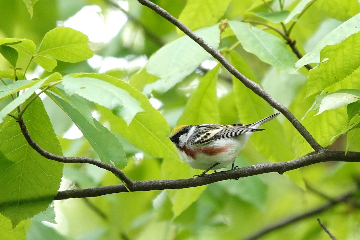 ワキチャアメリカムシクイ - ML445845731
