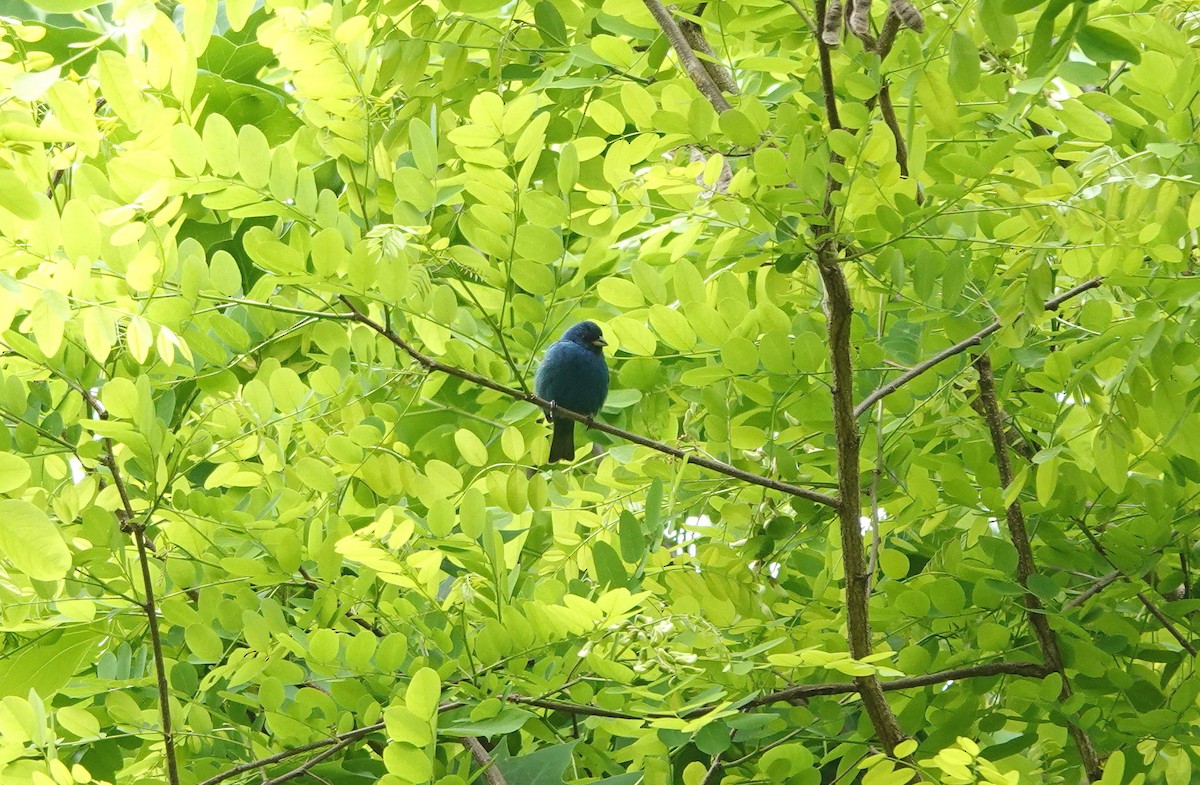 ルリノジコ - ML445845801