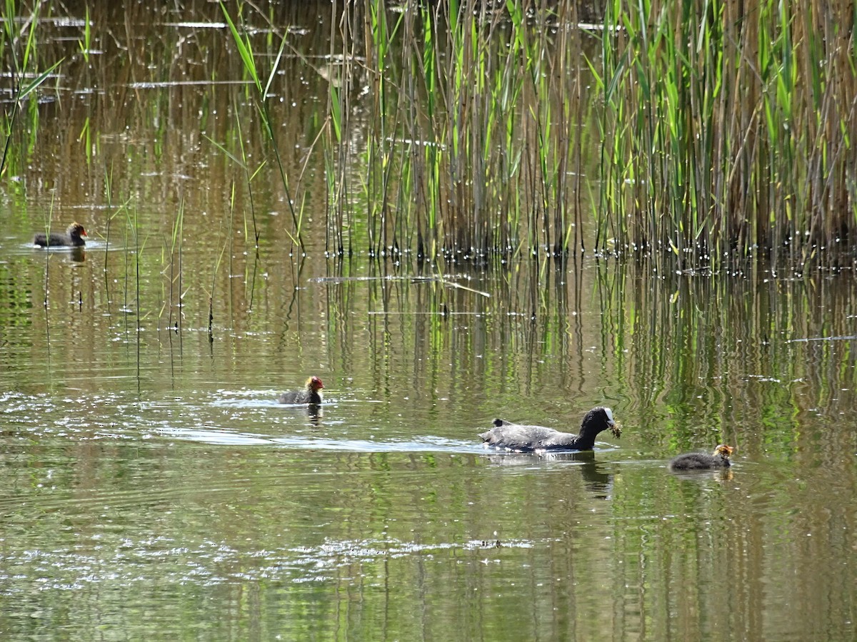 Eurasian Coot - ML445845821