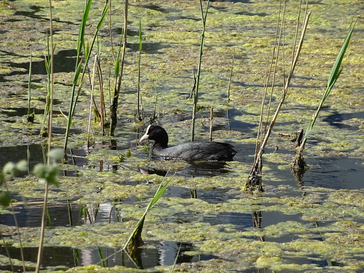 Eurasian Coot - ML445845831