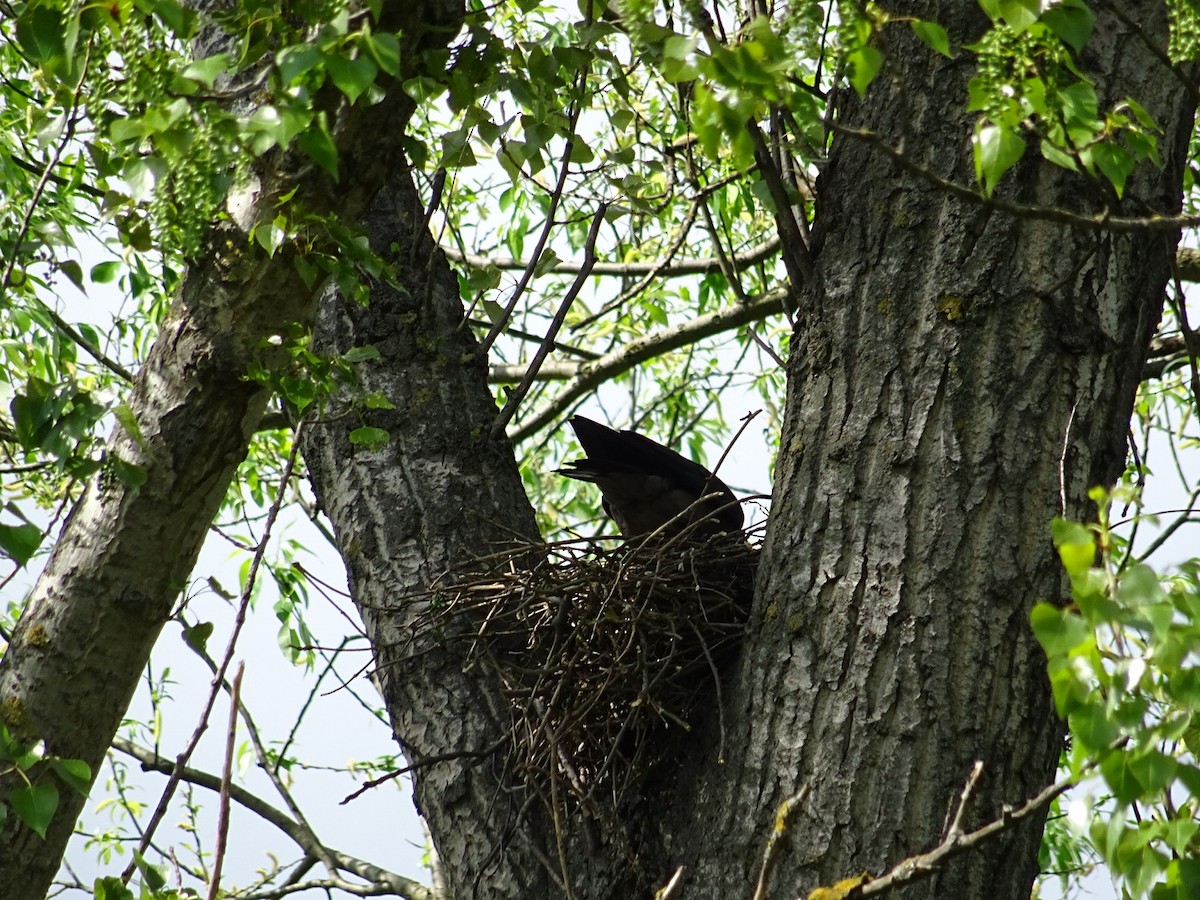 Hooded Crow - ML445846131