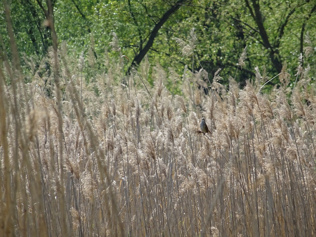 Great Reed Warbler - ML445846411
