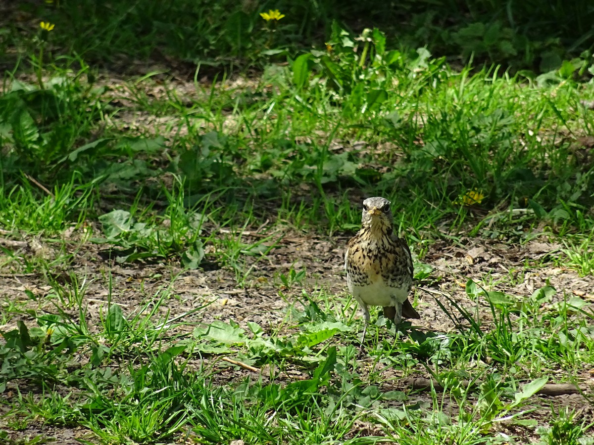 Fieldfare - ML445846751