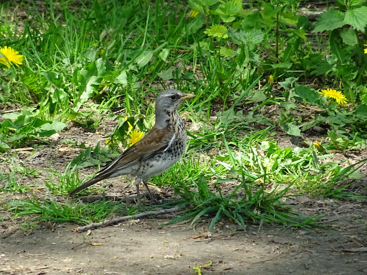 Fieldfare - ML445846761