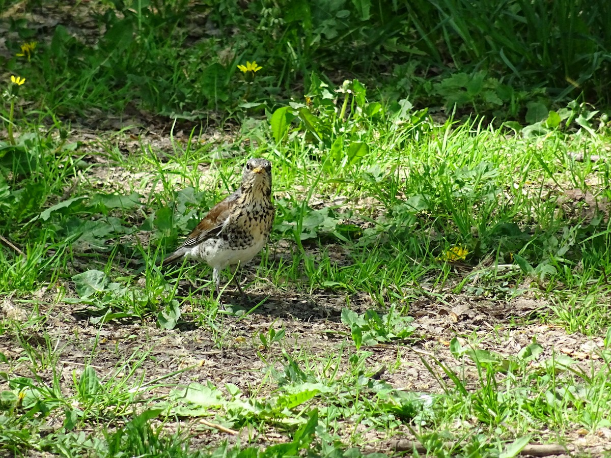 Fieldfare - ML445846771