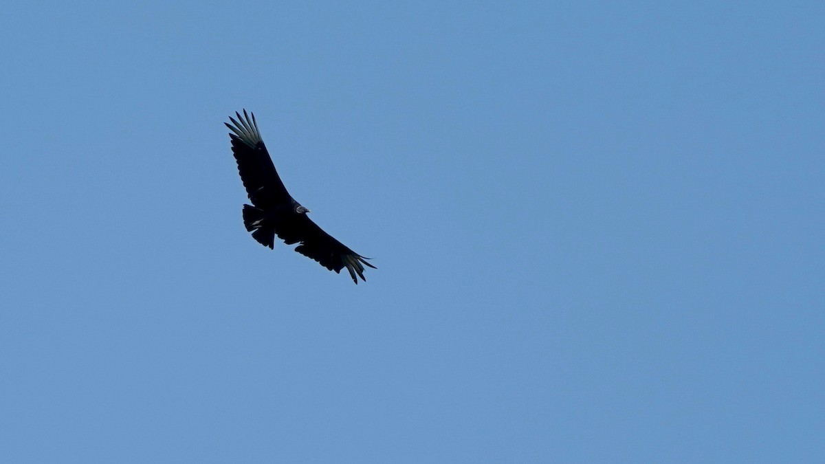 Black Vulture - ML445846821