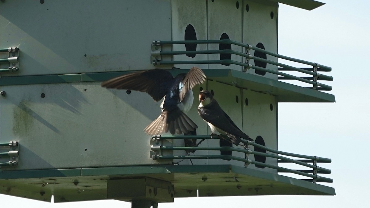 Tree Swallow - ML445847451