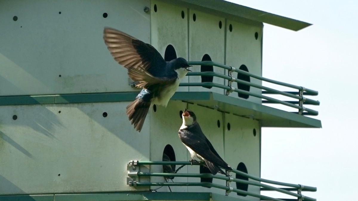Tree Swallow - ML445847531