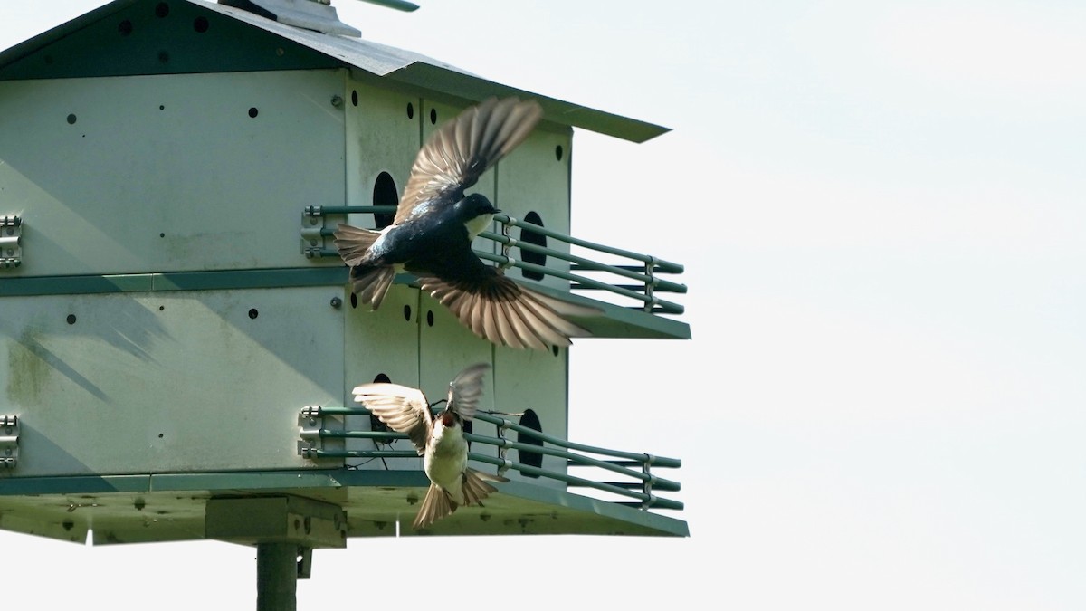 Tree Swallow - ML445847591