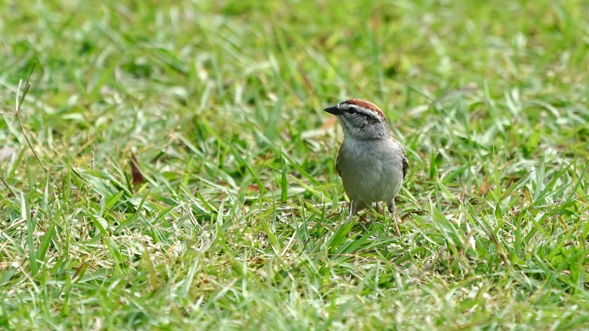 Chipping Sparrow - ML445848261