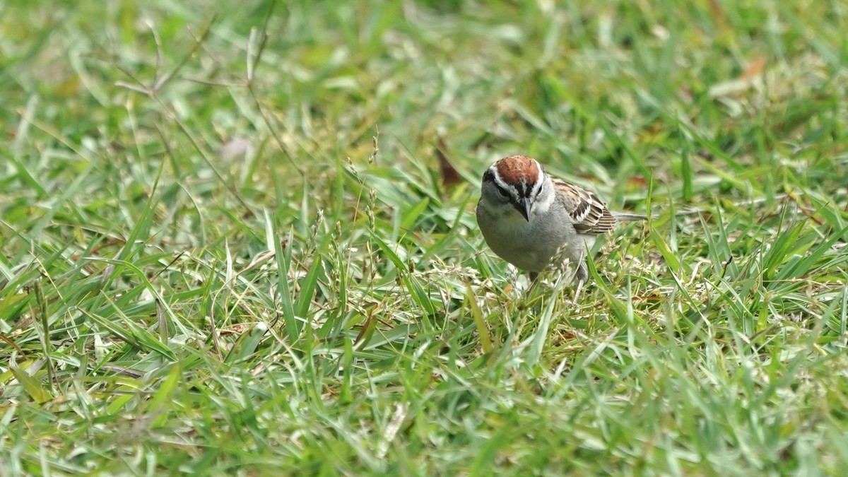 Chipping Sparrow - ML445848321