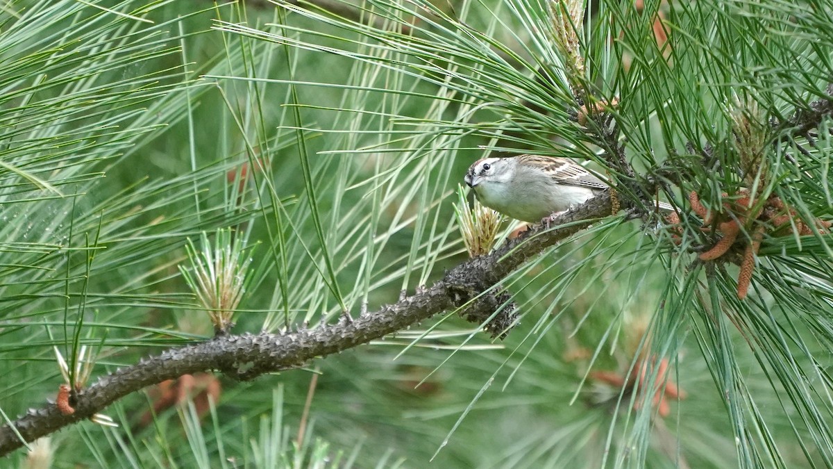 Chipping Sparrow - ML445848441