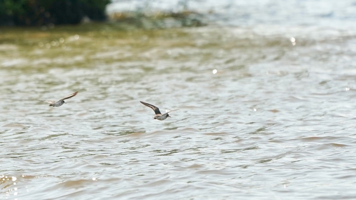 Spotted Sandpiper - ML445849421