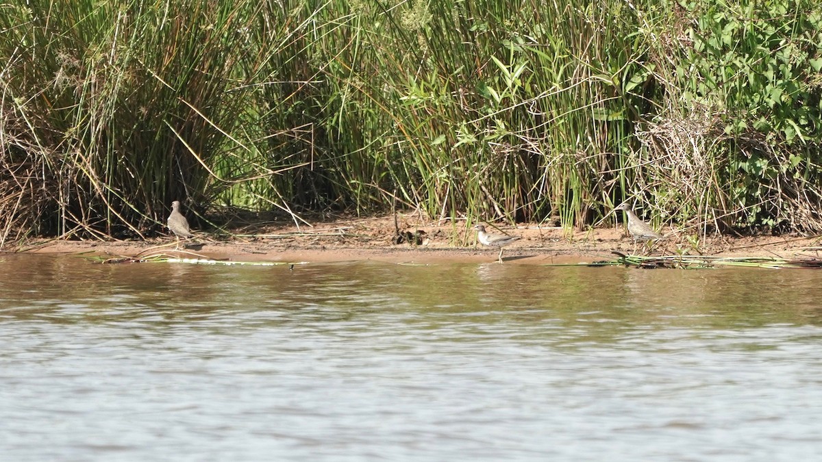 Spotted Sandpiper - ML445849551