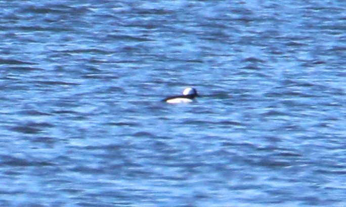 Bufflehead - ML445850391