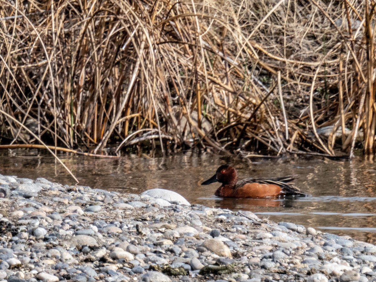 Cinnamon Teal - Rob Kelly