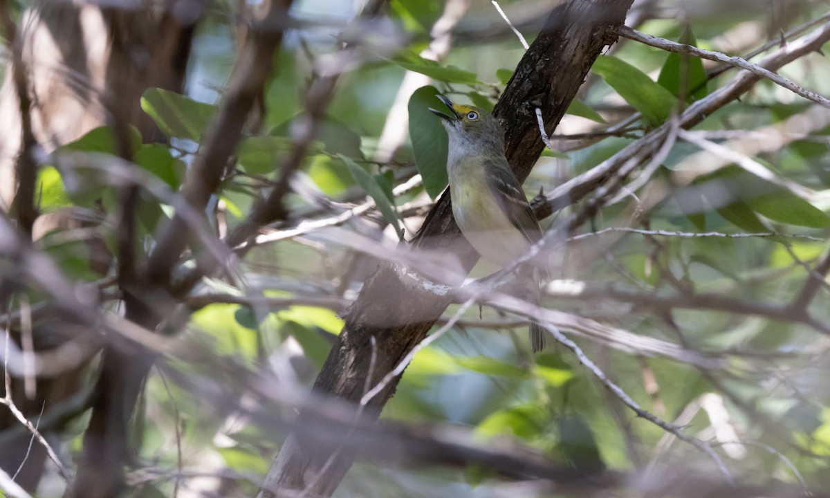 White-eyed Vireo - Paul Fenwick