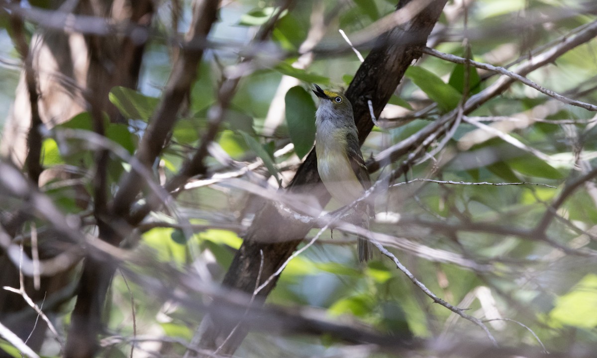 White-eyed Vireo - Paul Fenwick