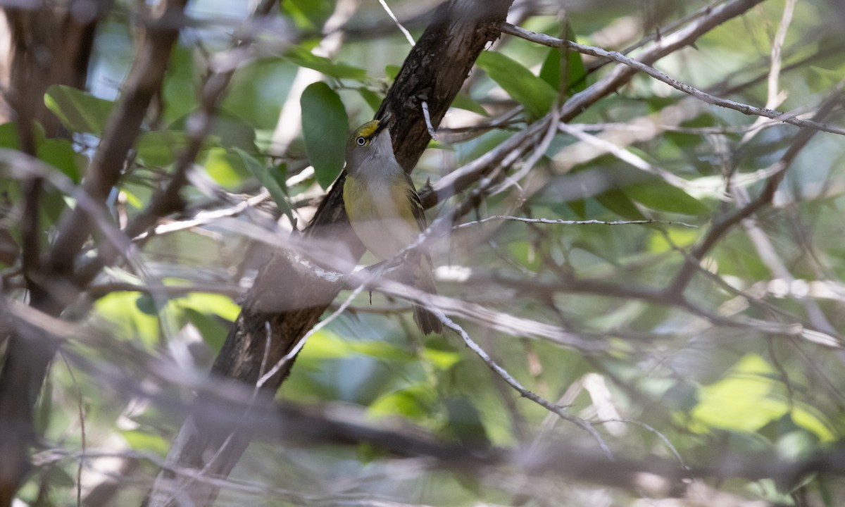 White-eyed Vireo - ML445850751