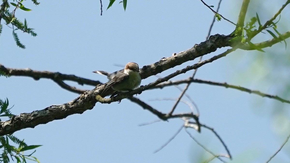 Sittelle à tête brune - ML445851301