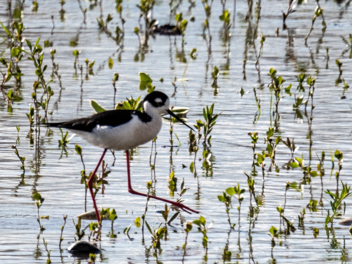 Black-necked Stilt - ML445851361