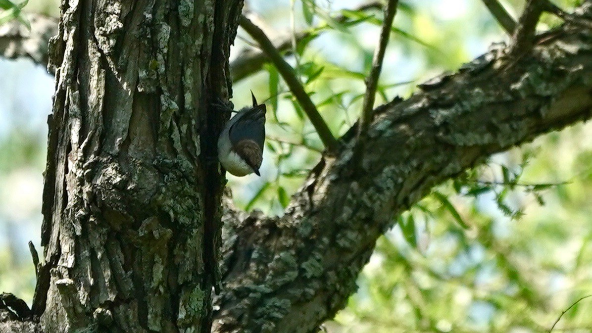 Brown-headed Nuthatch - Indira Thirkannad