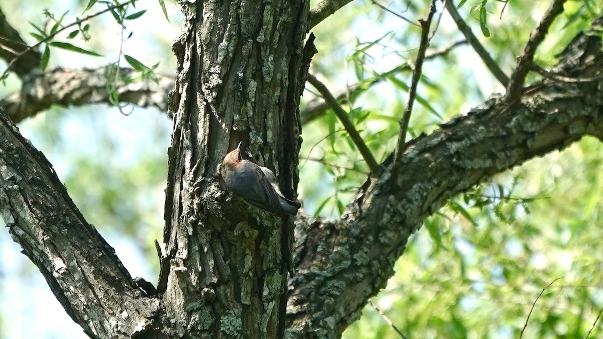 Brown-headed Nuthatch - Indira Thirkannad