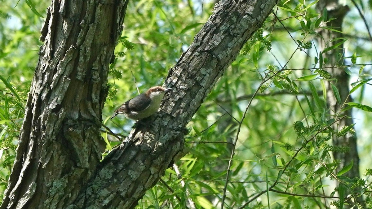 Sittelle à tête brune - ML445851541