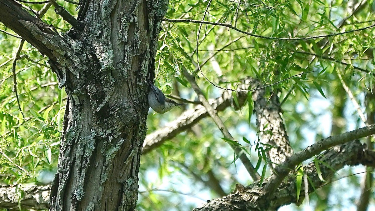 Brown-headed Nuthatch - Indira Thirkannad