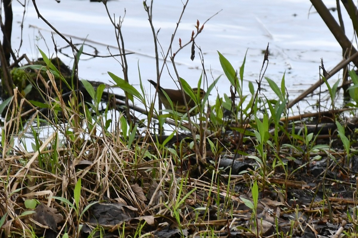 Northern Waterthrush - ML445852441