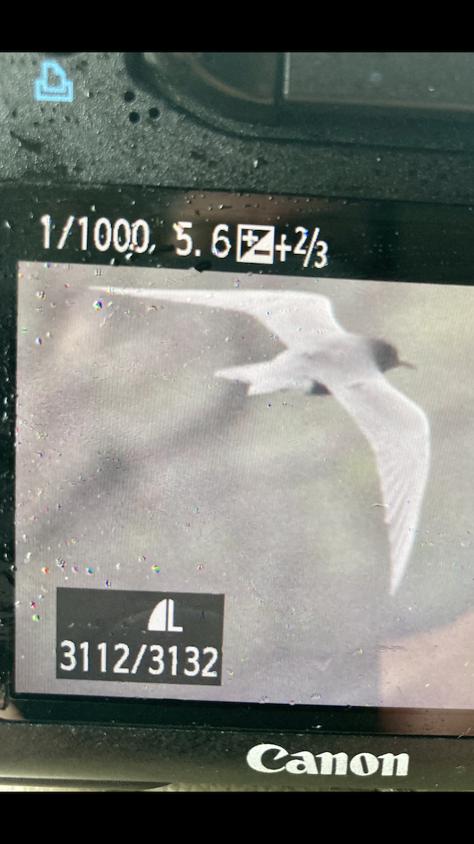 Mignattino comune - ML445852511