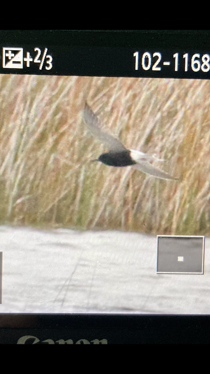 Mignattino comune - ML445852531