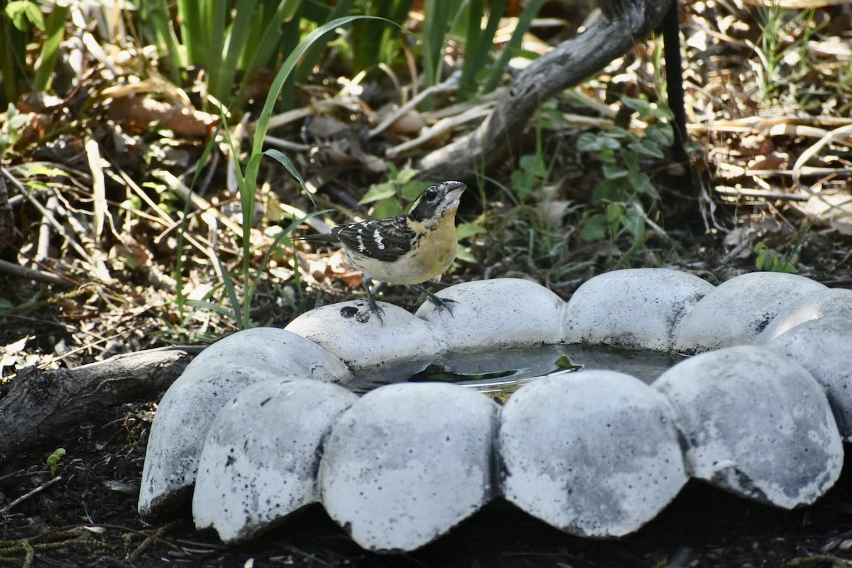 Picogrueso Cabecinegro - ML445853021