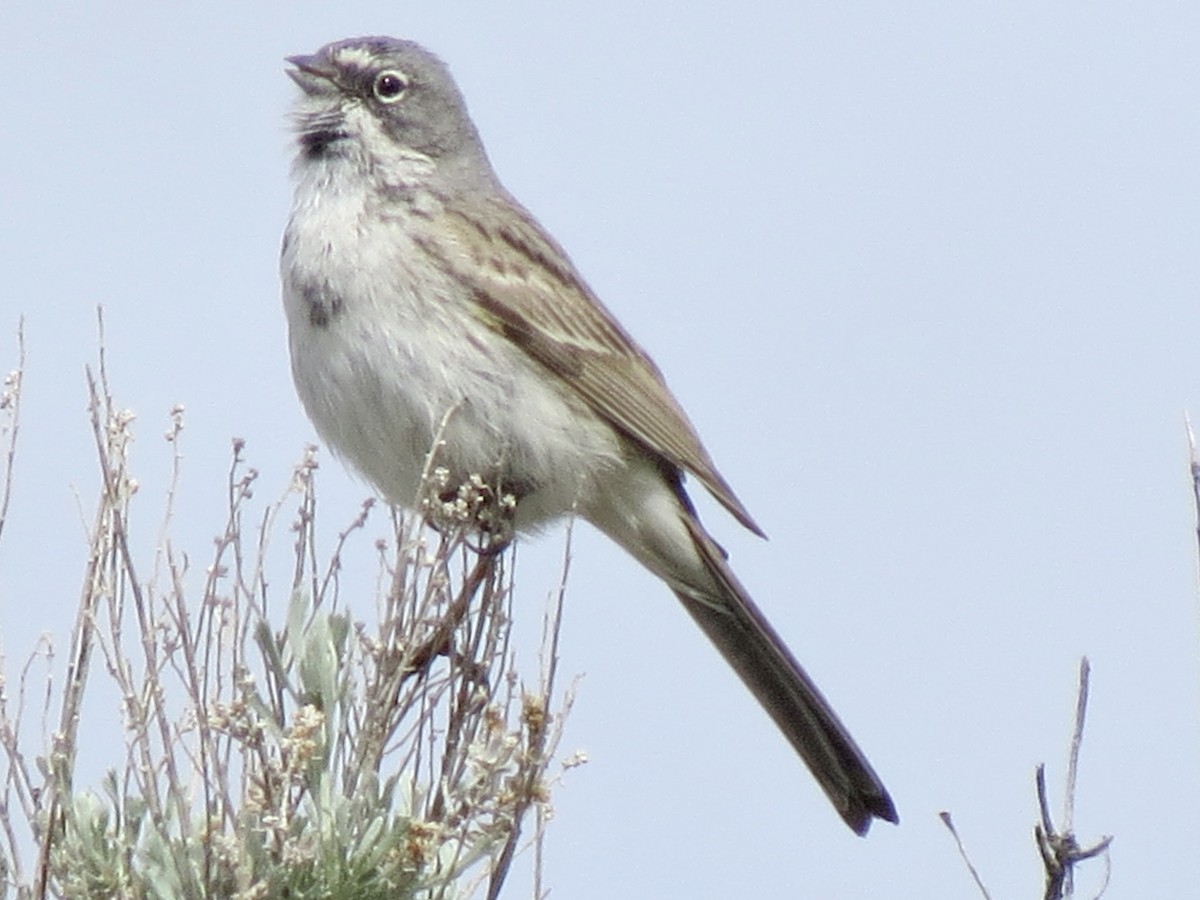 Sagebrush Sparrow - Denise Hughes
