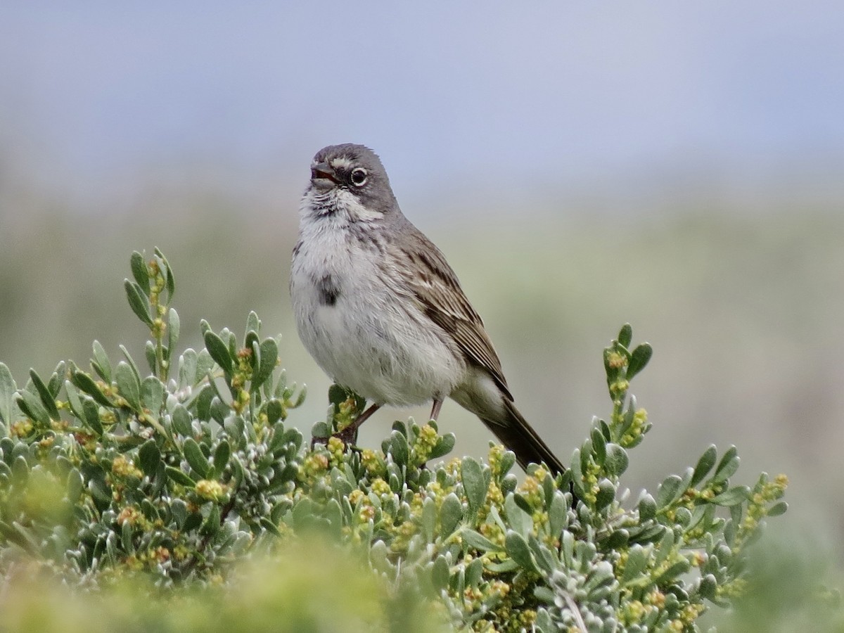 Sagebrush Sparrow - Denise Hughes