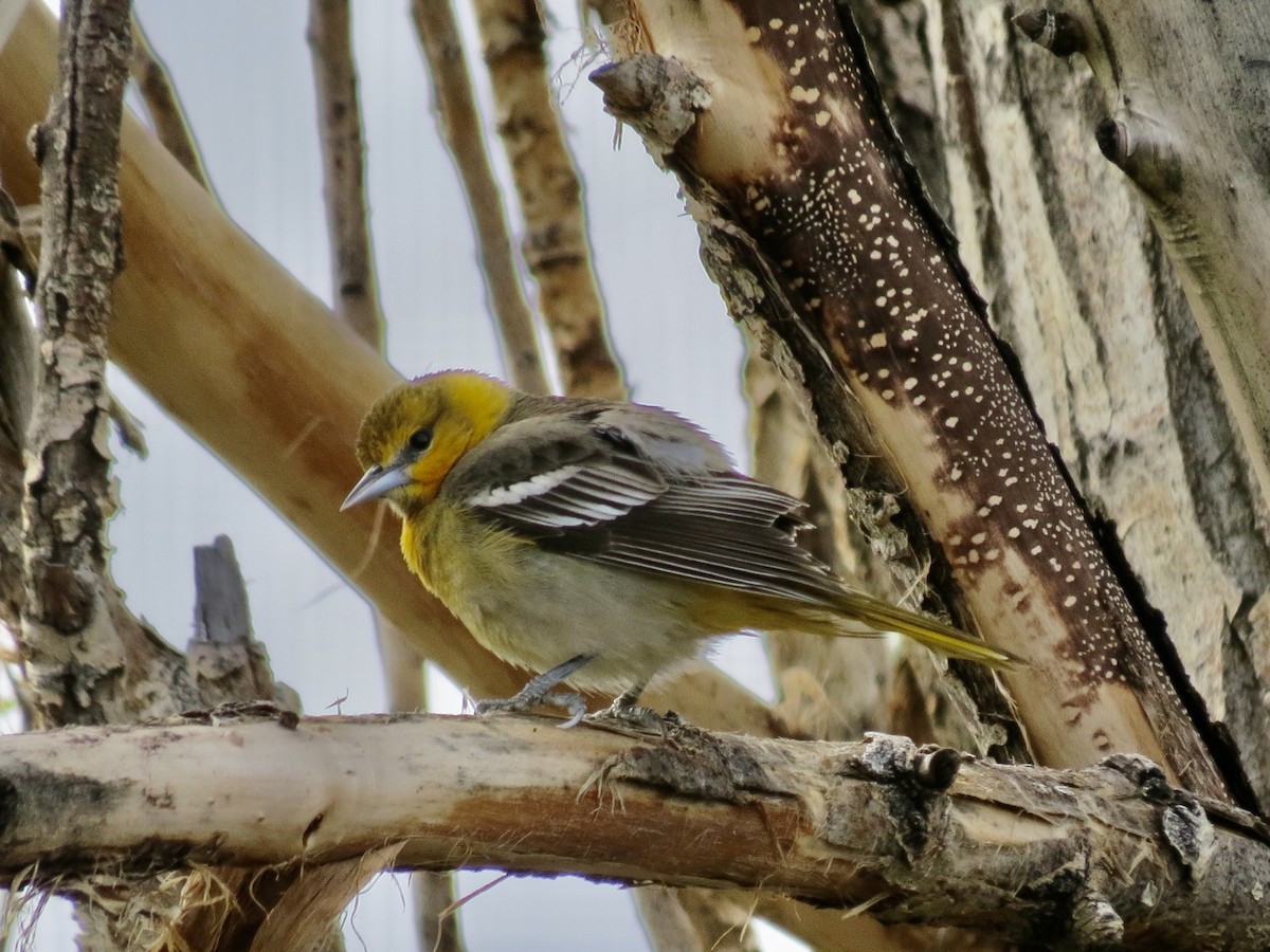 Bullock's Oriole - ML445853701