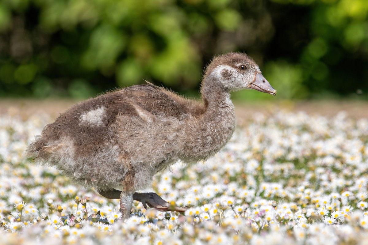 Egyptian Goose - Alexis Lours