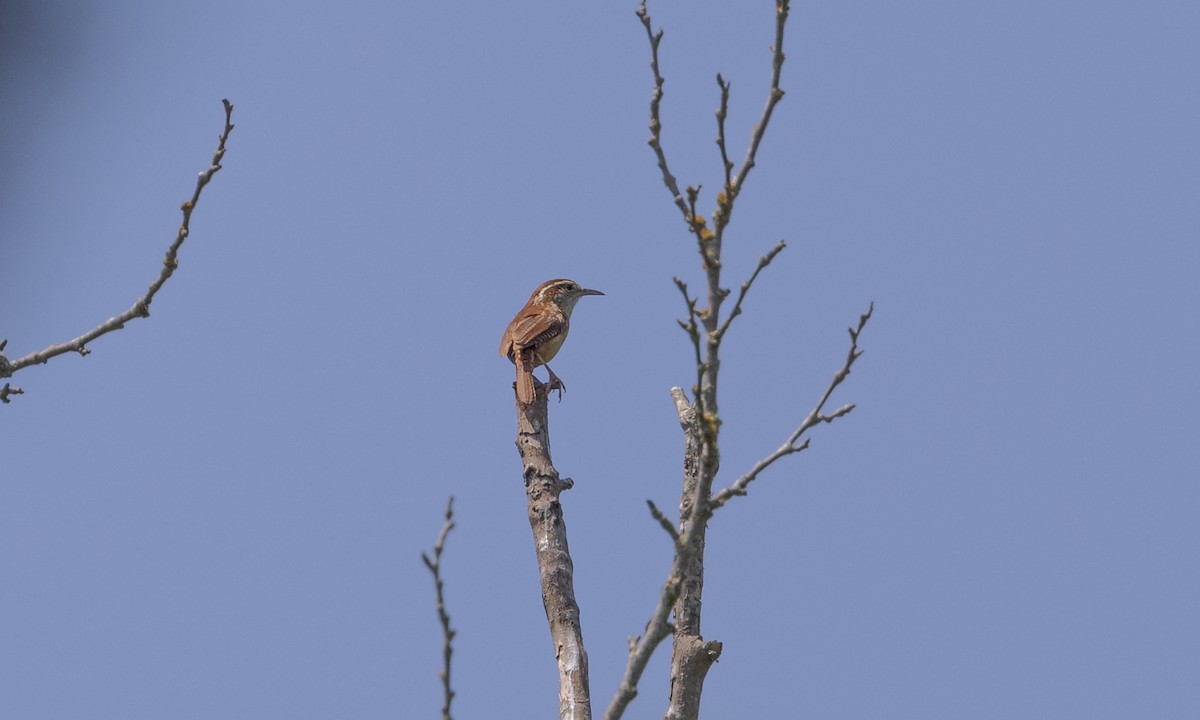 Carolina Wren - ML445855111