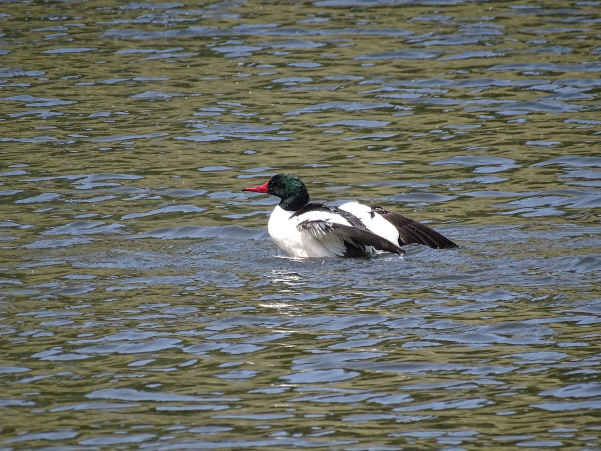 Common Merganser - ML445855971
