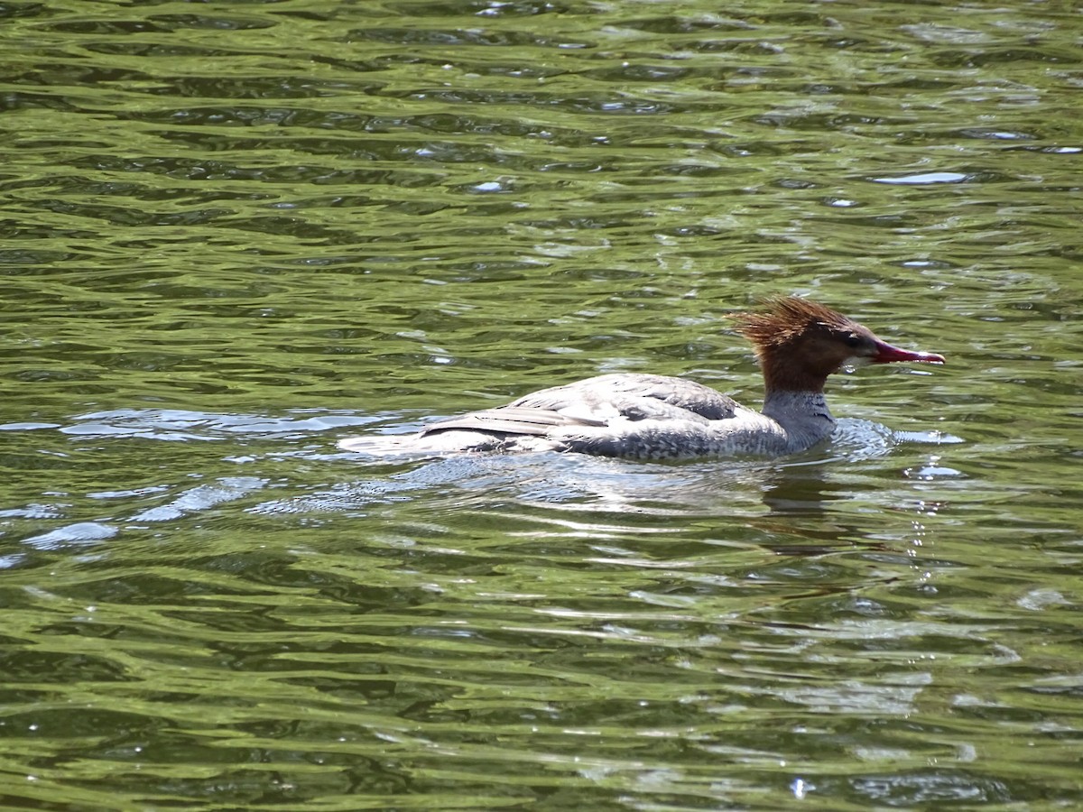 Common Merganser - ML445856081