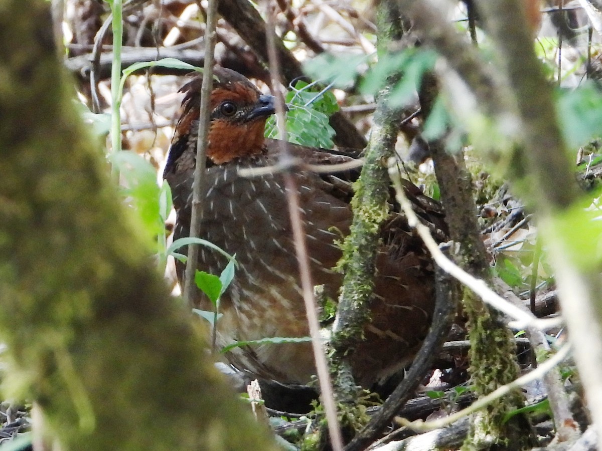 Singing Quail - Barry Reed