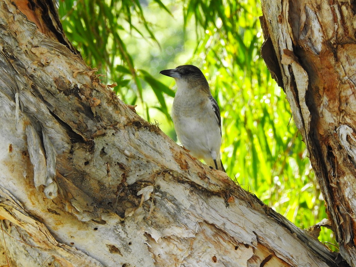 Pied Butcherbird - ML445858111