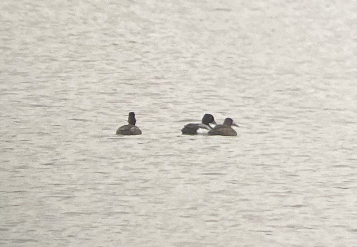 Lesser Scaup - Shea Tiller