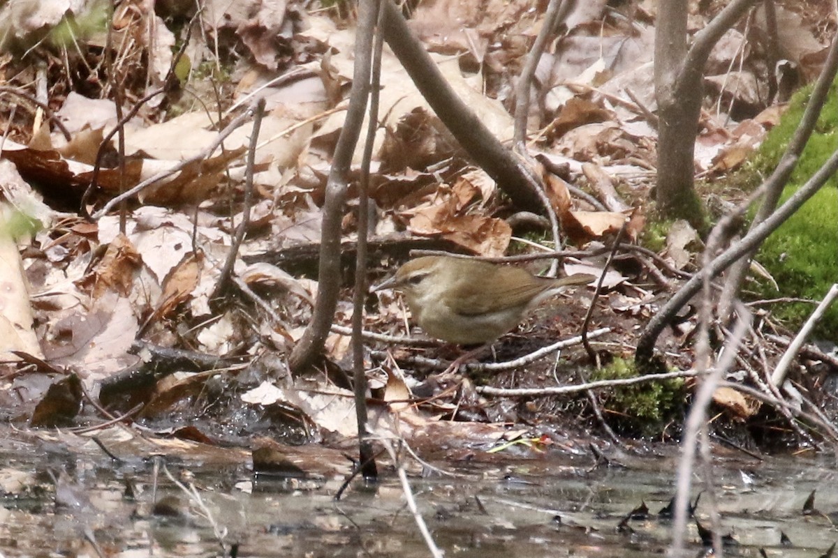 Swainson's Warbler - ML445858701