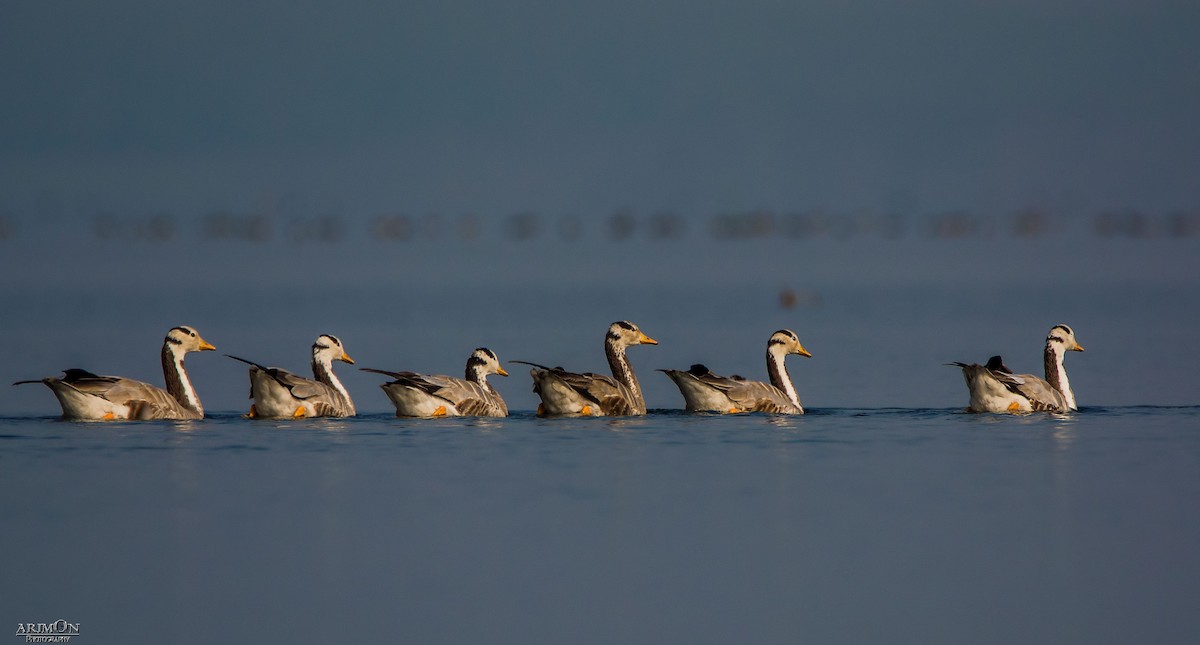 Bar-headed Goose - ML44585891