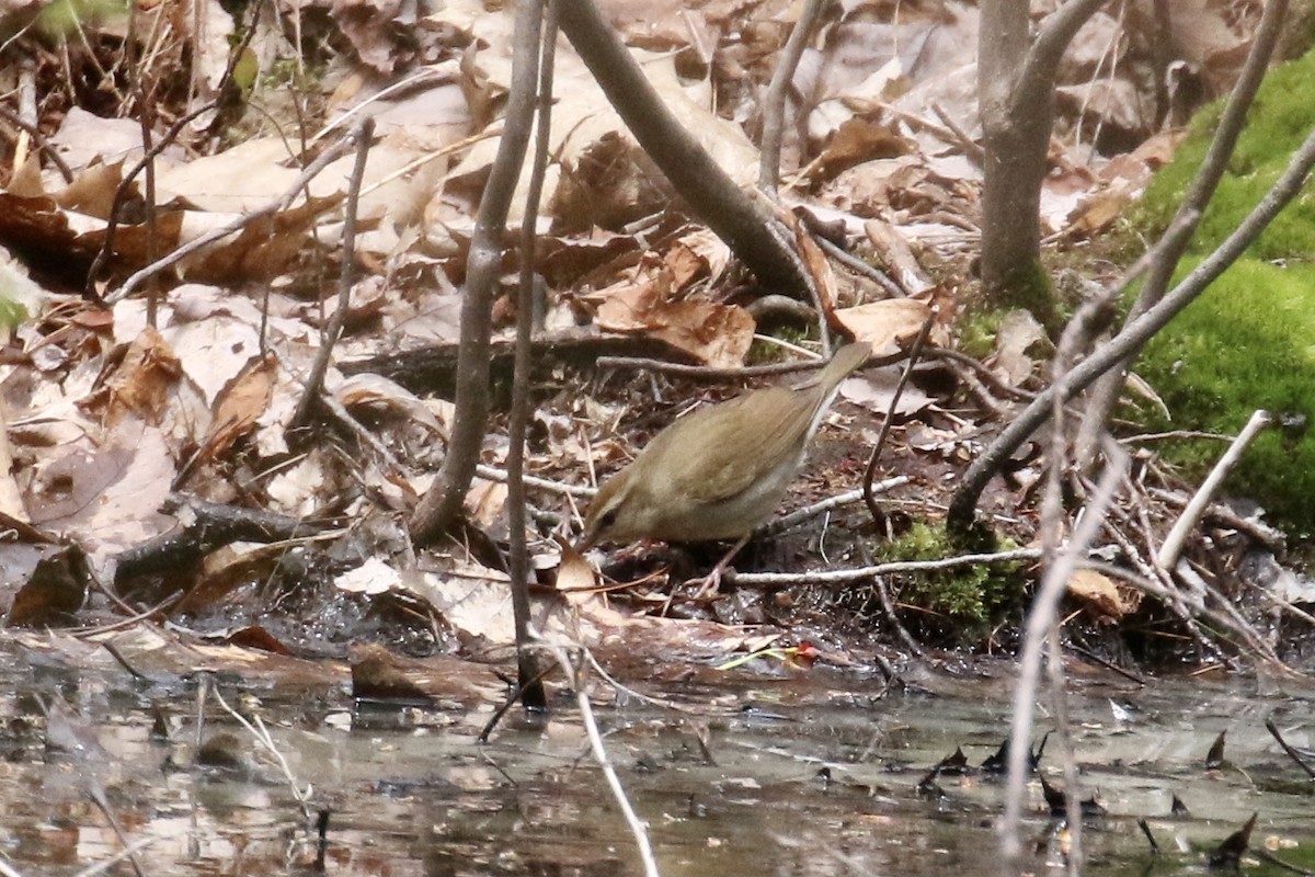 Swainson's Warbler - ML445859131