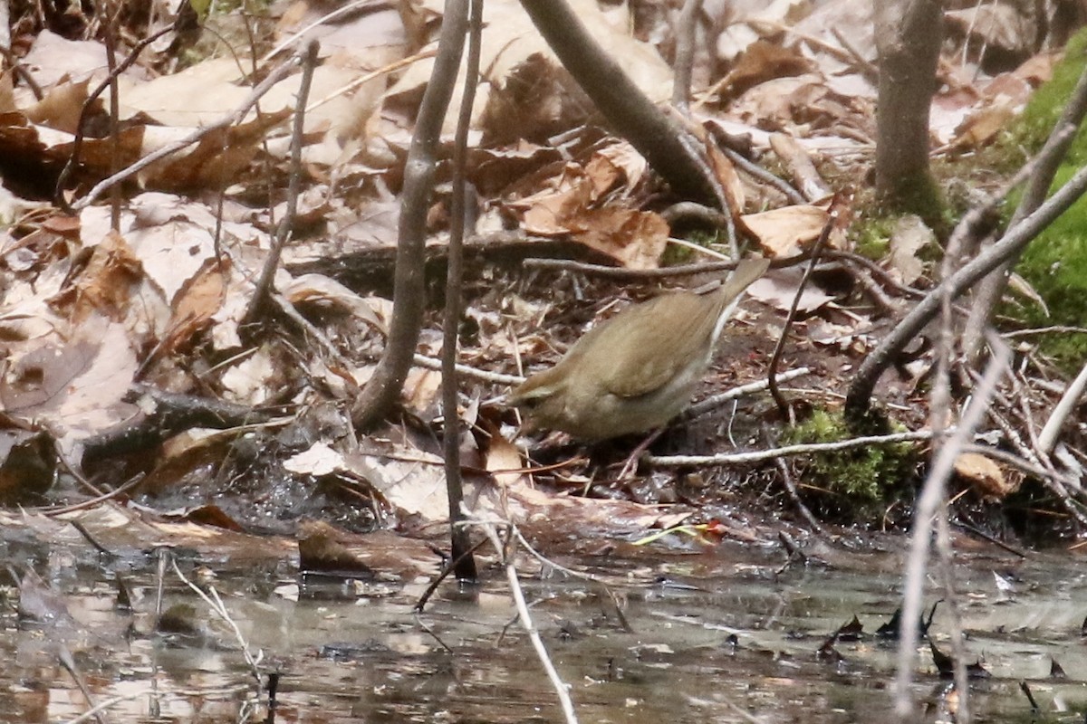 Swainson's Warbler - ML445859291